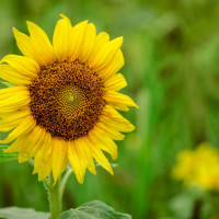 Girasole