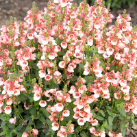 Diascia