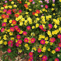 Portulaca