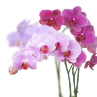 ORCHIDEA