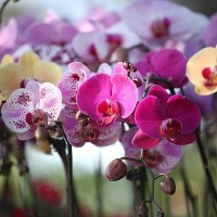 ORCHIDEA