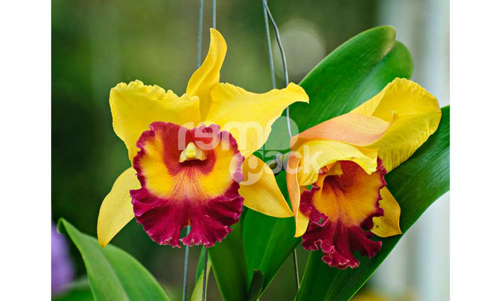 ORCHIDEA