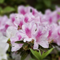 AZALEA