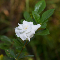 GARDENIA JASMINOIDES