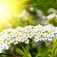 SPIRAEA BIANCA