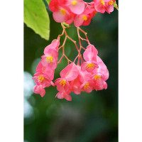 BEGONIA