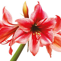 AMARYLLIS ROSA