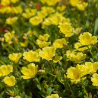 PORTULACA GIALLA