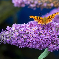 BUDDLEIA