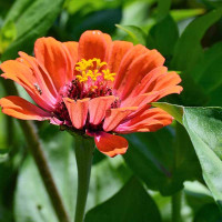 ZINNIA