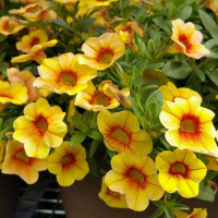 CALIBRACHOA