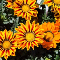 GAZANIA