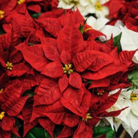 POINSETTIA