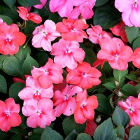 IMPATIENS NUOVA GUINEA