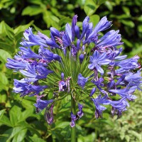 AGAPANTHUS