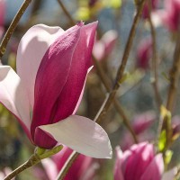 MAGNOLIA