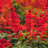 SALVIA SPLENDIDA