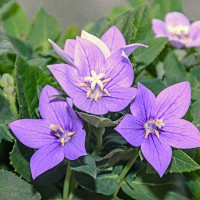 CAMPANULA