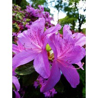 AZALEA