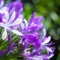 AGAPANTHUS