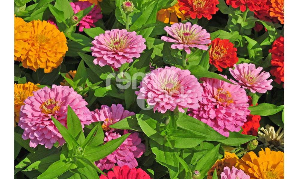ZINNIA