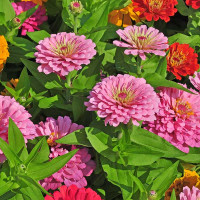 ZINNIA