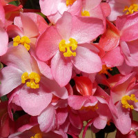 BEGONIA