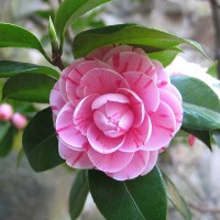 CAMELIA