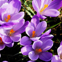 CROCUS