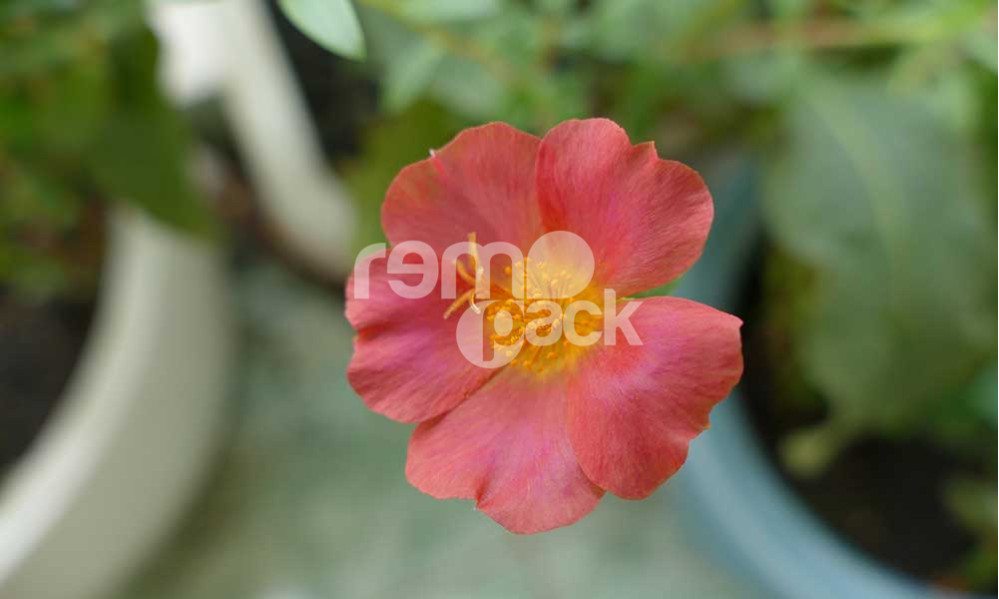PORTULACA