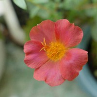 PORTULACA