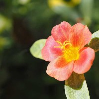 PORTULACA