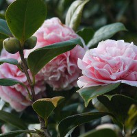 CAMELIA