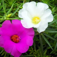 PORTULACA