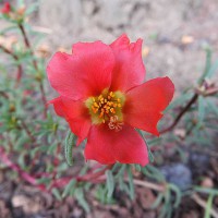 PORTULACA