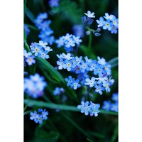 MYOSOTIS