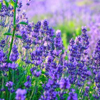 LAVANDA