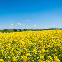 CANOLA