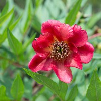 PEONIA