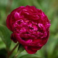 PEONIA