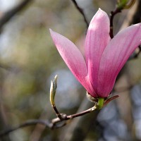 MAGNOLIA SUSAN