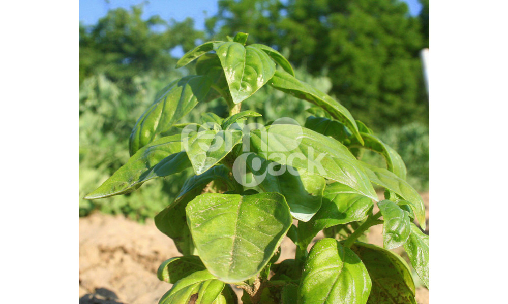 BASILICO GENOVESE