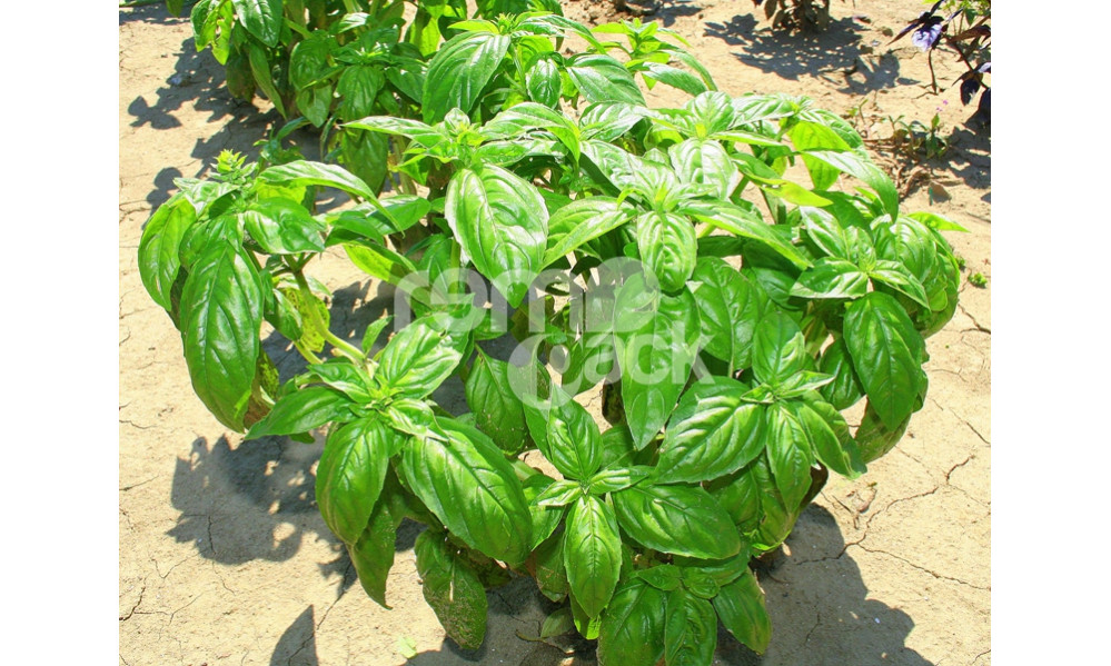 BASILICO GENOVESE