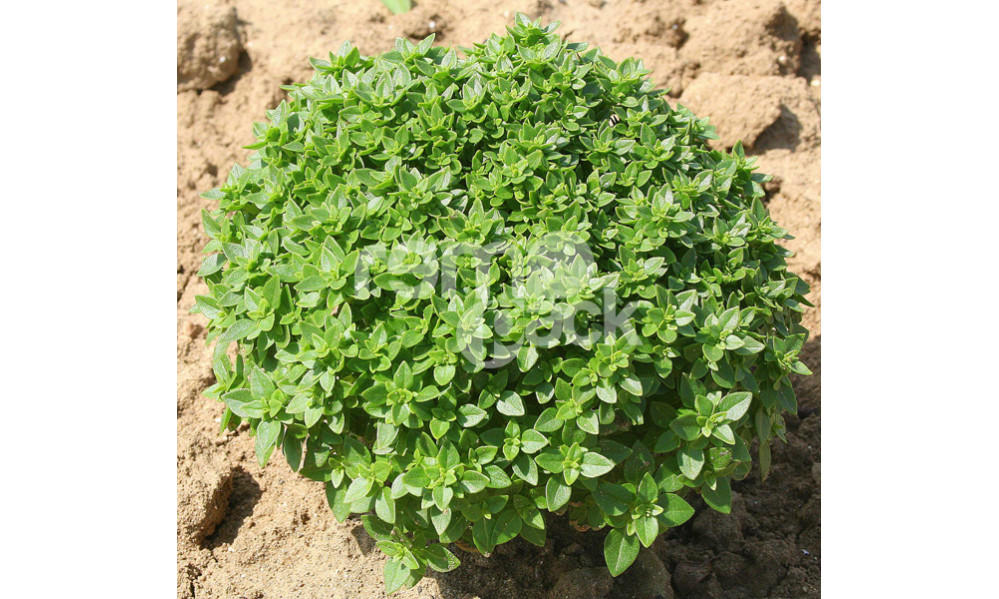 BASILICO GRECO A PALLA