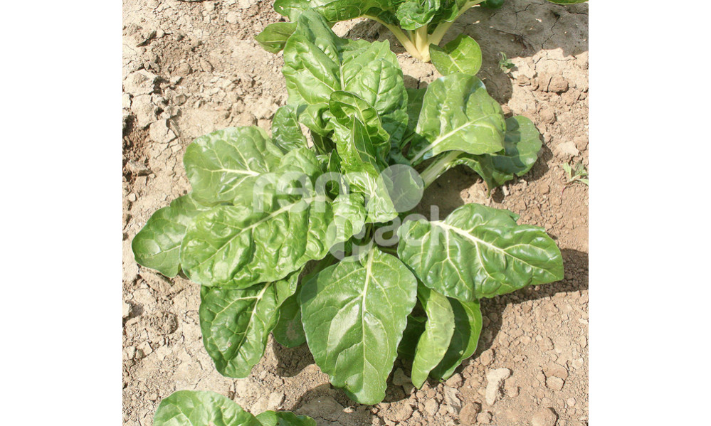 BIETOLA DA COSTE BIANCA SIBILLA