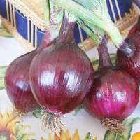 CIPOLLA ROSSA DI FIRENZE