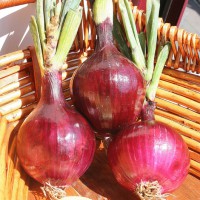 CIPOLLA ROSSA DI FIRENZE