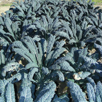 CAVOLO A FOGLIA CURLY KALE