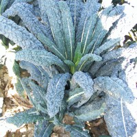 CAVOLO A FOGLIA LACINIATO NERO DI TOSCANA