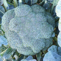 CAVOLO BROCCOLO